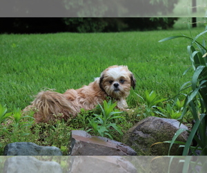 Shih Tzu Puppy for sale in SHILOH, OH, USA