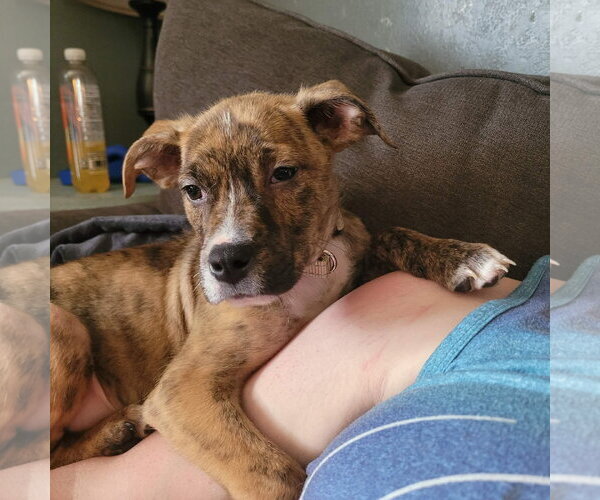 Medium Photo #2 Mutt Puppy For Sale in New London, WI, USA