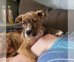 Small #1 Mutt
