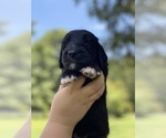 Small Photo #13 Goldendoodle Puppy For Sale in DANIELSVILLE, GA, USA