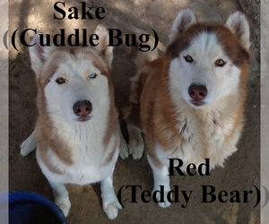 Siberian Husky Puppy for sale in LANCASTER, CA, USA