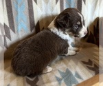 Small #4 Miniature Australian Shepherd