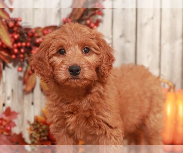 Medium Photo #4 Goldendoodle-Poodle (Miniature) Mix Puppy For Sale in MOUNT VERNON, OH, USA