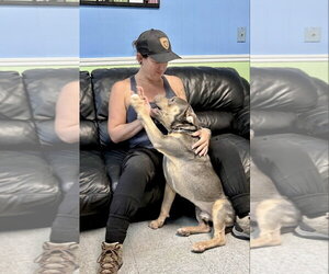Chief - Male American Pit Bull Terrier-Unknown Mix Dog for Adoption - Photo #4