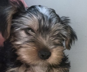 Medium Yorkshire Terrier