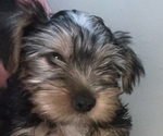Puppy Junior Yorkshire Terrier