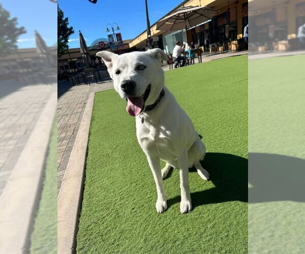 Medium Photo #9 Siberian Husky-Unknown Mix Puppy For Sale in San Diego, CA, USA