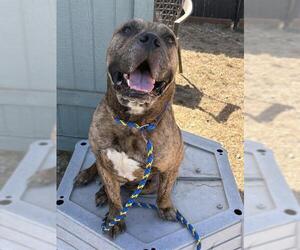 Boxer-Unknown Mix Dogs for adoption in Santa Cruz, CA, USA