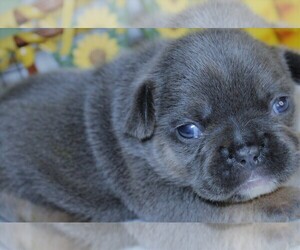 French Bulldog Puppy for sale in FLANDREAU, SD, USA
