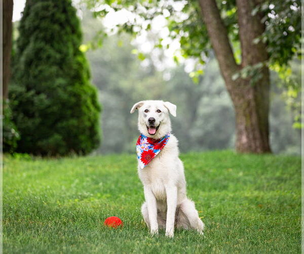 Medium Photo #6 Great Pyrenees-Unknown Mix Puppy For Sale in Unionville, PA, USA