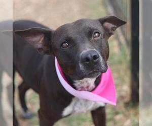 American Staffordshire Terrier Dogs for adoption in San Antonio, TX, USA