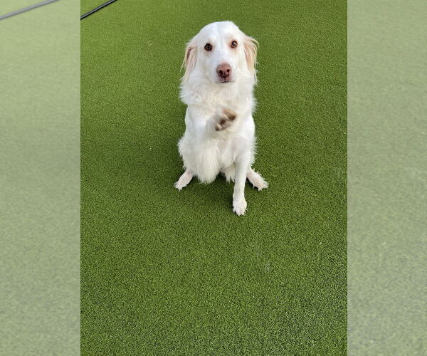 Medium Photo #2 Golden Retriever-Unknown Mix Puppy For Sale in Dana Point, CA, USA