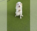 Small #1 Golden Retriever Mix