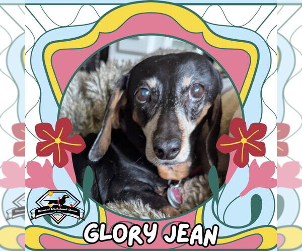 Medium Photo #3 Dachshund Puppy For Sale in San Antonio, TX, USA