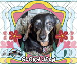 Small #2 Dachshund