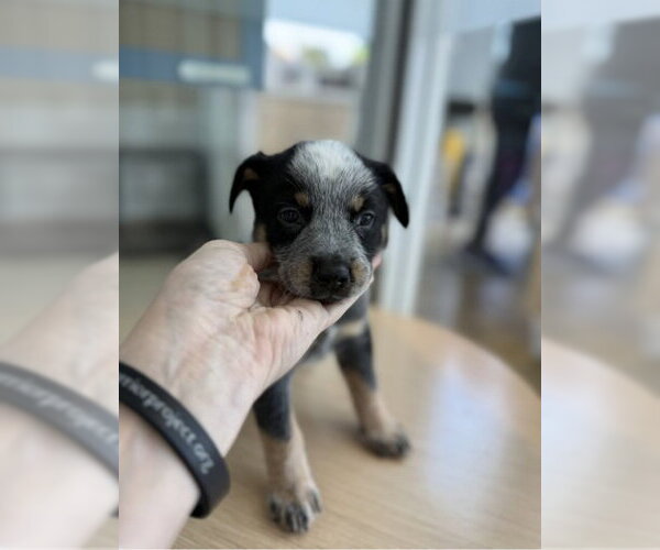 Medium Photo #6 Mutt Puppy For Sale in Sebec, ME, USA