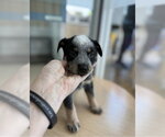 Small #5 Mutt