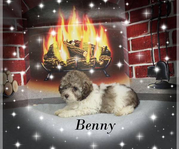 Medium Photo #3 Poodle (Toy) Puppy For Sale in CHANUTE, KS, USA