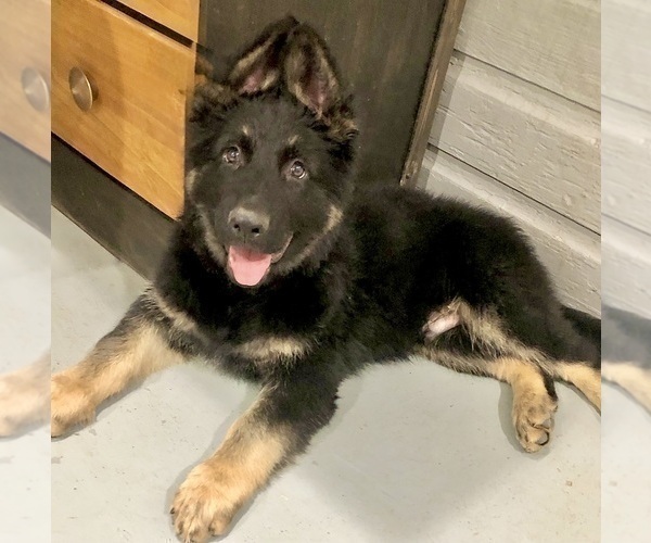 Medium Photo #22 German Shepherd Dog Puppy For Sale in BRIGHTON, CO, USA