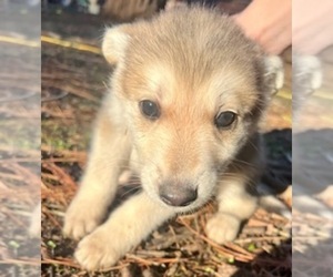 German Shepherd Dog Puppy for sale in ROSEVILLE, CA, USA