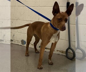 Mutt Dogs for adoption in San Bernardino, CA, USA