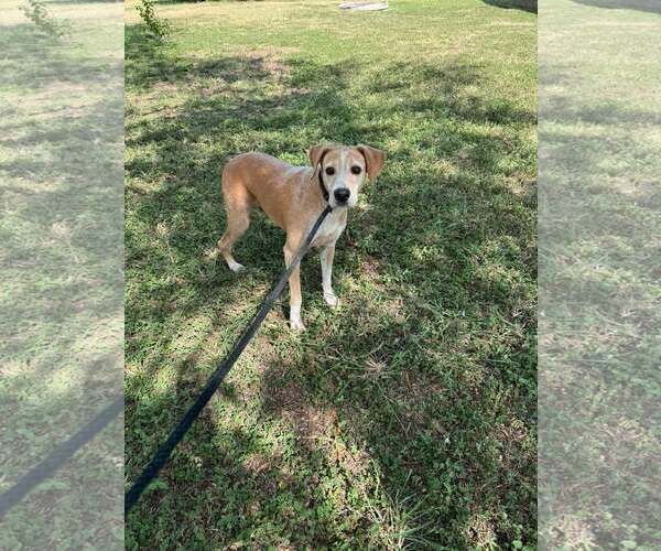 Medium Photo #2 Labrador Retriever-Unknown Mix Puppy For Sale in Shillington, PA, USA