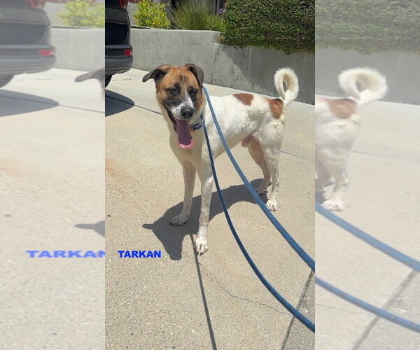 Medium Photo #7 Mutt Puppy For Sale in Woodland Hills, CA, USA
