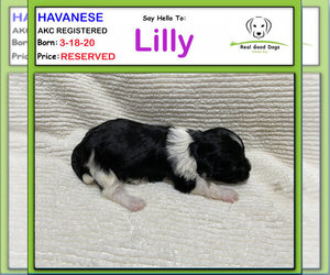 Havanese Puppy for sale in ALBION, IN, USA