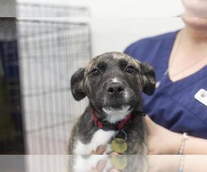 American Pit Bull Terrier-Unknown Mix Dogs for adoption in Mountain Home, AR, USA