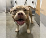 *SASHA - Female American Bulldog Dog for Adoption - Small photo