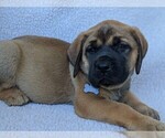 Small Photo #3 Mastador-Mastiff Mix Puppy For Sale in BROOKSVILLE, FL, USA