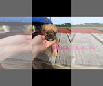 Stella - Female Brussels Griffon Puppy for Sale - Photo #3