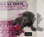 Small Photo #7 Cane Corso Puppy For Sale in POMEROY, OH, USA