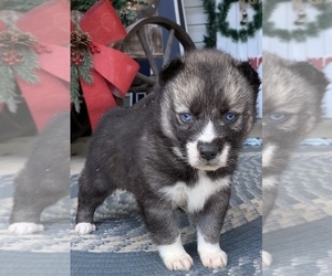 Siberian Husky Puppy for sale in BEAVER, OH, USA