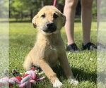 Small #1 German Shepherd Dog-Great Pyrenees Mix