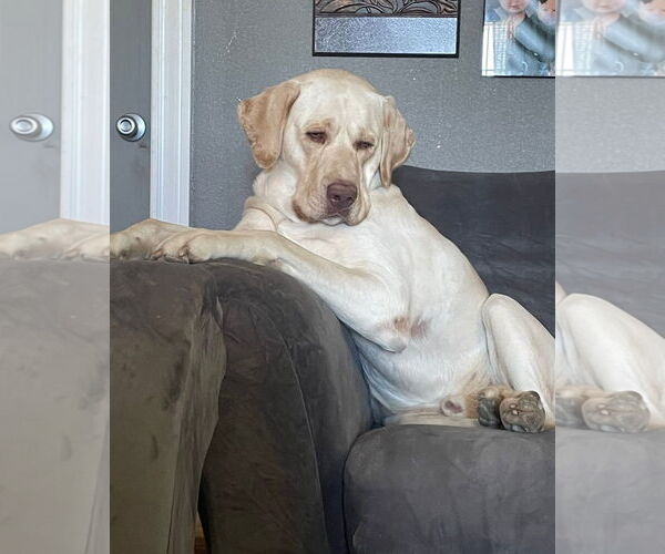 Medium Photo #2 Labrador Retriever-Unknown Mix Puppy For Sale in Grafton, WI, USA