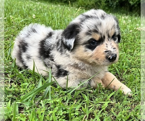 Medium Photo #3 Australian Shepherd Puppy For Sale in MEHERRIN, VA, USA