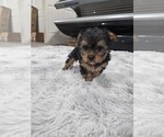 Puppy 4 Yorkshire Terrier