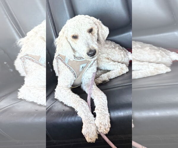 Medium Photo #1 Poodle (Miniature) Puppy For Sale in Valrico, FL, USA