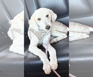 Poodle (Miniature) Dogs for adoption in Valrico, FL, USA