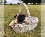 Small #2 Pug