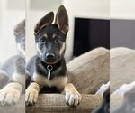 Small Photo #5 German Shepherd Dog Puppy For Sale in West Sacramento, CA, USA