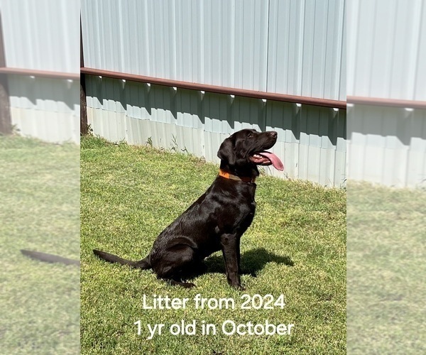 Medium Photo #3 Labrador Retriever Puppy For Sale in JOSHUA, TX, USA