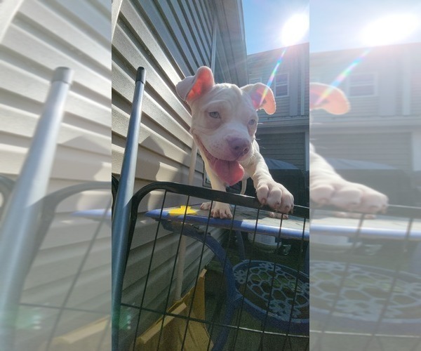 Medium Photo #16 American Bully Puppy For Sale in HARRISBURG, PA, USA