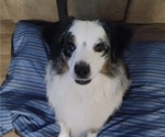 Small Photo #1 Miniature American Shepherd Puppy For Sale in LUBBOCK, TX, USA