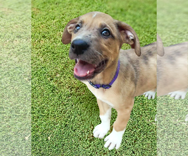 Medium Photo #6 Shepradors Puppy For Sale in McKinney, TX, USA