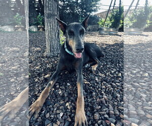 Doberman Pinscher Dogs for adoption in Buffalo, MN, USA