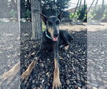 Small Doberman Pinscher