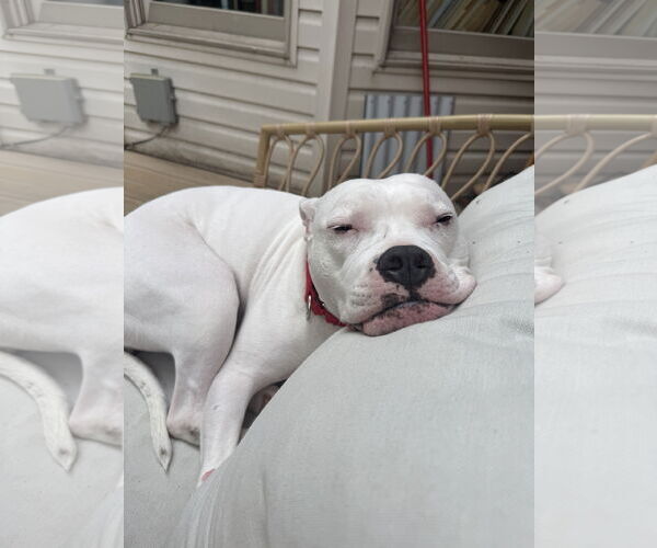 Medium Photo #2 American Pit Bull Terrier Puppy For Sale in Berkeley, CA, USA