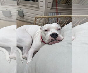 Moo - Female American Pit Bull Terrier Dog for Adoption - Photo #2